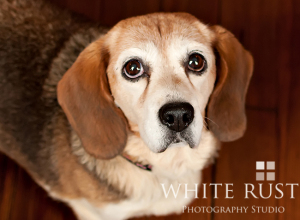 minnie_NC_senior_sunday_lifetimewithdogs