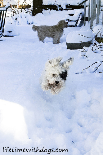 snow_dogs_oliver_2013_lifetimewithdogs