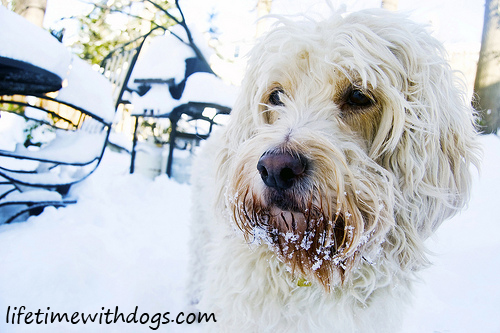 snow_dogs_2013_lifetimewithdogs