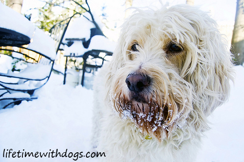 snow_dogs_2013_lifetimewithdogs