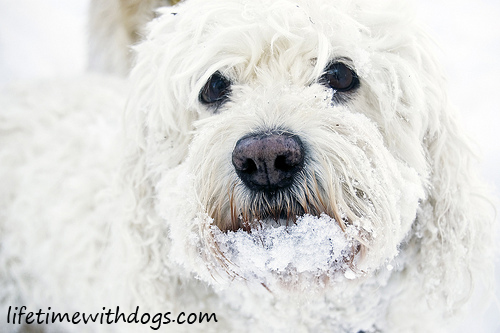 snow_dogs_princess_2013_lifetimewithdogs