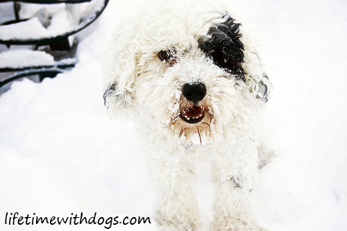 snow_dogs_oliver_2013_lifetimewithdogs