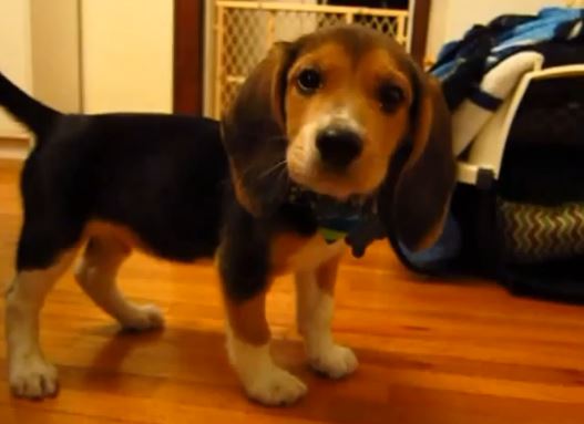 beagle_puppy_vs_popcorn_lifetimewithdogs