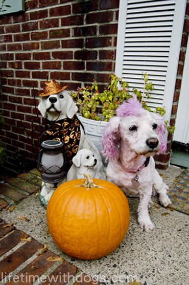 Punk_Princess_Halloween_2013_lifetimewithdogs