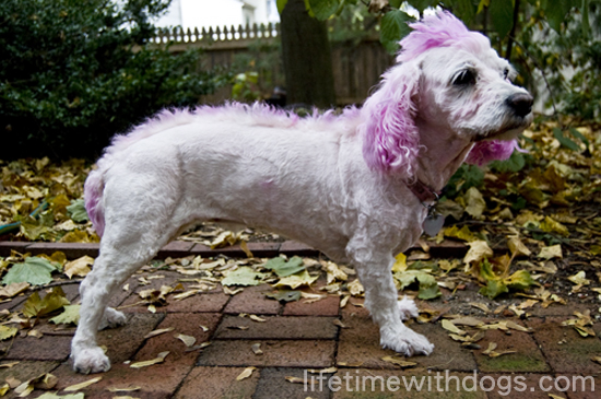 punk_princess_halloween_2013_lifetimewithdogs