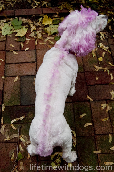 punk_princess_halloween_2013_lifetimewithdogs