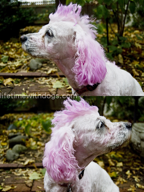 Punk_princess_halloween_2013_lifetimewithdogs