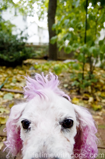 punk_princess_halloween_2013_lifetimewithdogs