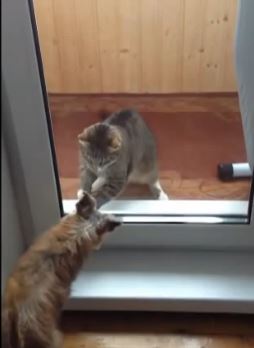 catdogglassdoor