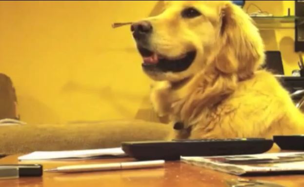 golden_retriever_loves_guitar