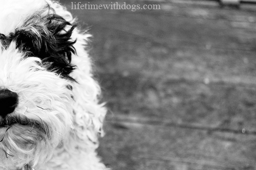 how_to_photograph_your_dog_oliver_black_white_lifetimewithdogs