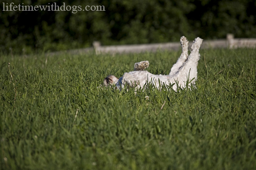 how_to_photograph_your_dog_princess_lifetimewithdogs