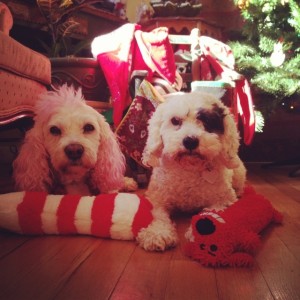 christmaspups