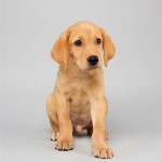 Abdiel (Labrador Retriever / Terrier Mix)