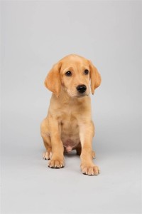 Abdiel (Labrador Retriever / Terrier Mix)