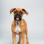 August (Boxer)