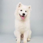 Brody (American Eskimo Dog)