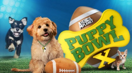 puppy_bowl_2014_animal_planet