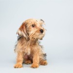 Sparky (Yorkshire Terrier)