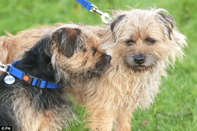 lucky_scruffy_border_terriers_lifetime_with_dogs