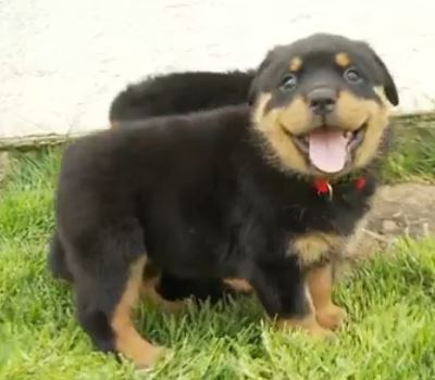 happy_dog_puppy_lifetimewithdogs