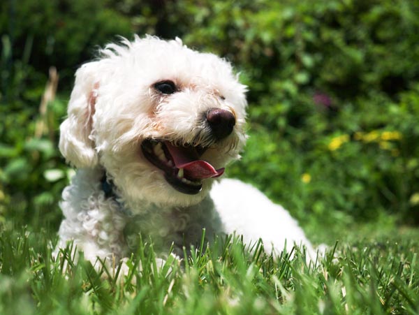 Muppet_toy_poodle_annas_pet_sitting_ridgewood_new_jersey_nj