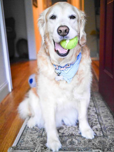 cadie-golden-retriever-new-jersey-photography-anna-zisk