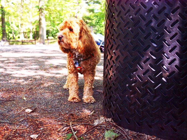 Lily_cockapoo_Ridgewood_Dog_Park_Ridgewood_NJ