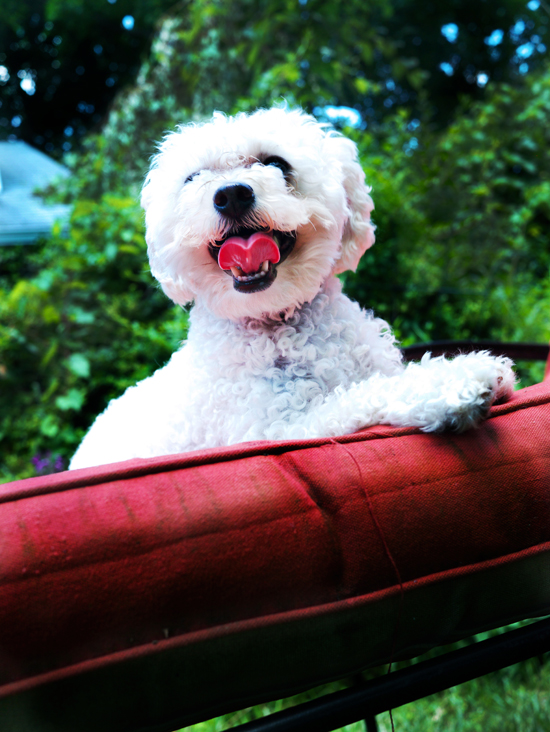 muppet_toy_poodle_dog_