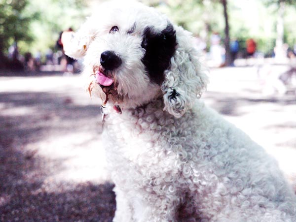 oliver_dog_park_little_man_baby_boy_lifetime_with_dogs_photography_anna_zisk