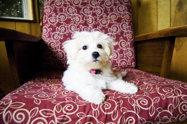 daisy_bichon_frise_my_first_puppy_lifetimewithdogs