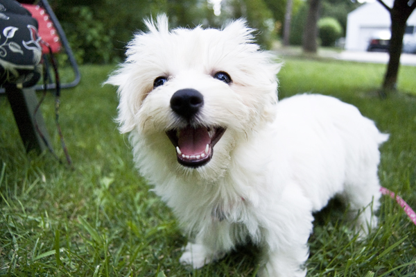 Daisy_bichon_frise_my_first_puppy_lifetimewithdogs