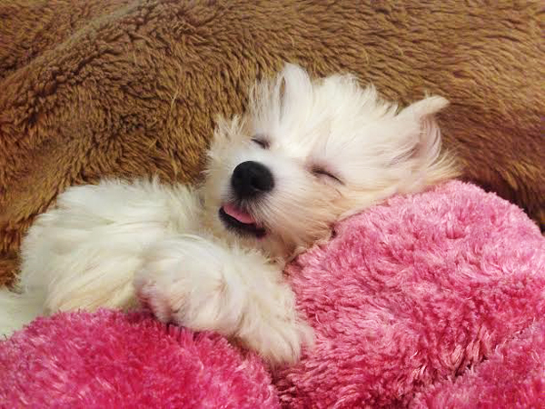 daisy_nap_sleep_bichon_frise_my_first_puppy_lifetimewithdogs
