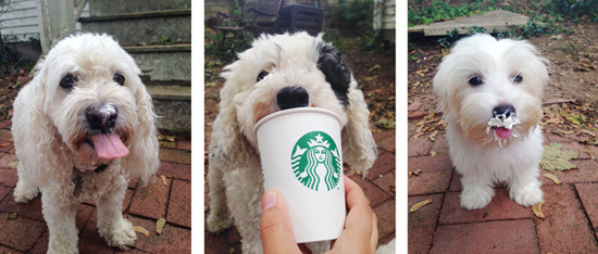 Puppuccino_Princess_Oliver_Daisy_LifetimeWithDogs