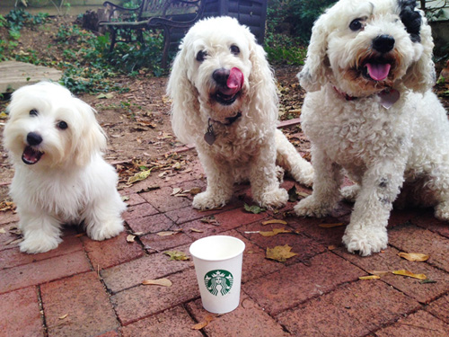 pack_puppuccino_day_national_coffee_day_lifetimewithdogs