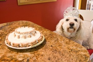 celebrating_ten_years_princess_lifetimewithdogs