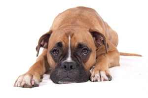 dog-boxer-separation-anxiety-lifetimewithdogs