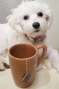 daisy_tea_thief_lifetimewithdogs