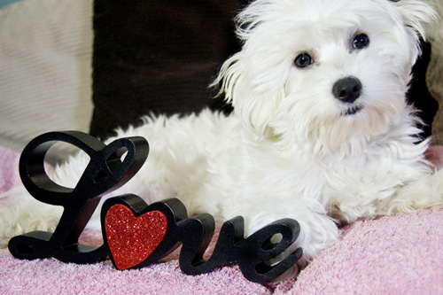 10 reasons your dog is the best valentine