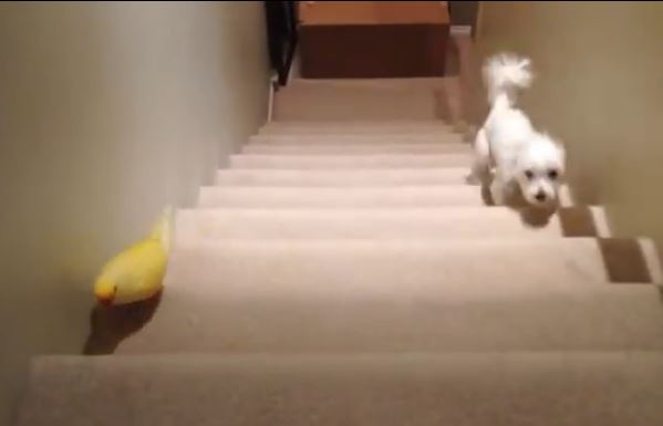 parrotvsdog_video