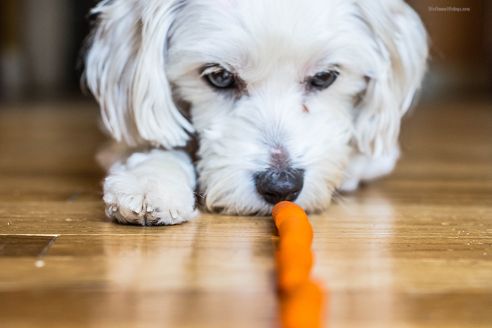 Are_carrots_safe_for_your_dog