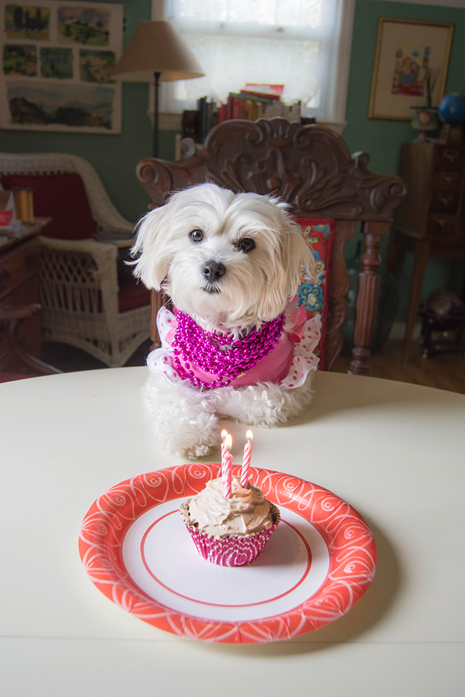 Daisy3rdbirthday_pumpkin_pupcakes