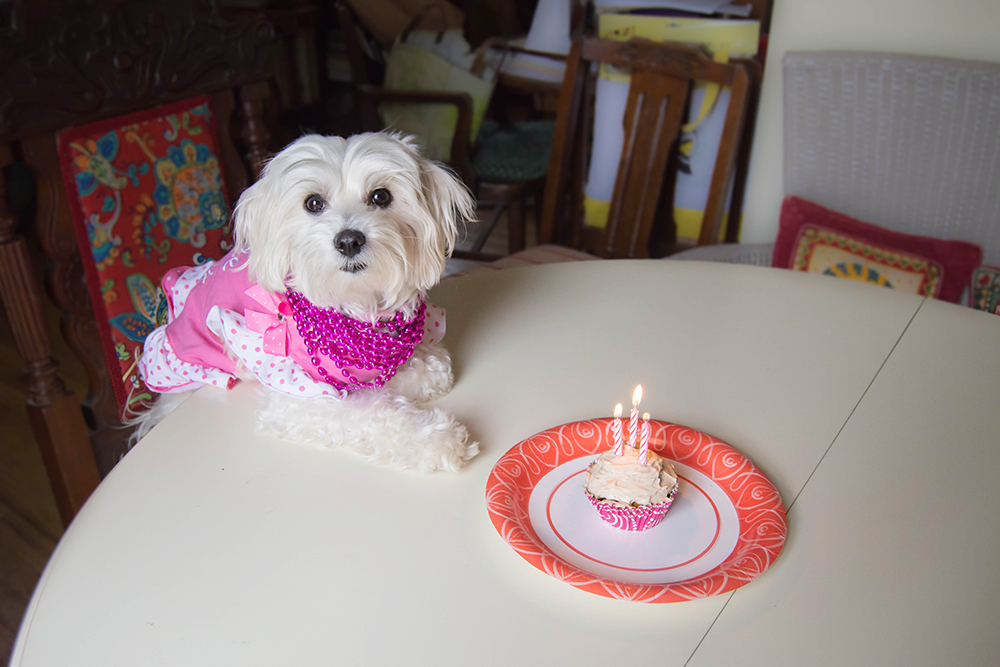 Daisy3rdbirthday_pumpkin_pupcakes