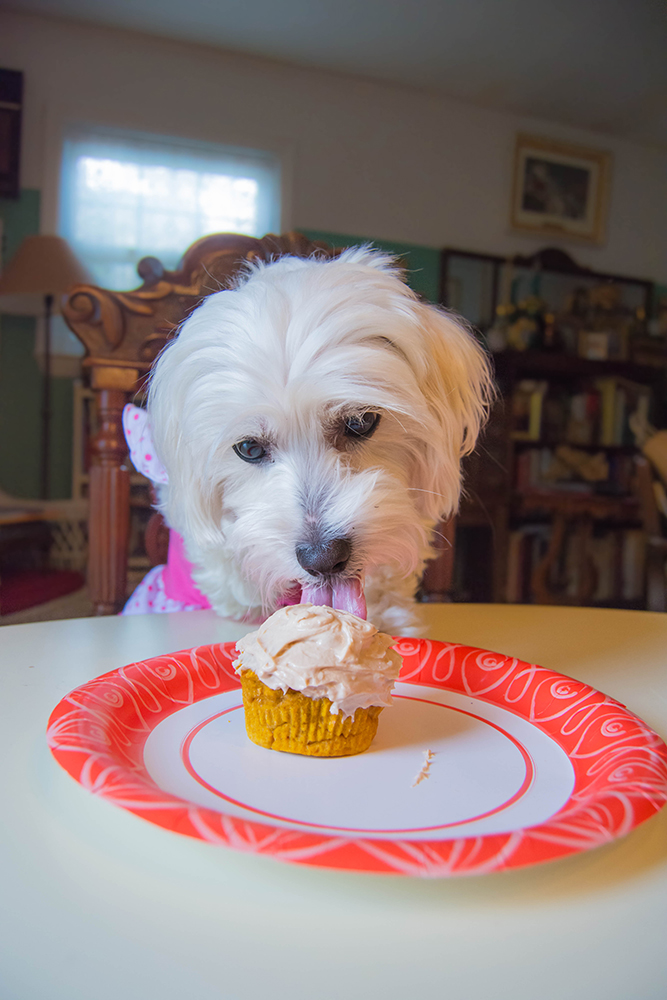 daisy3rdbirthday_pupcake