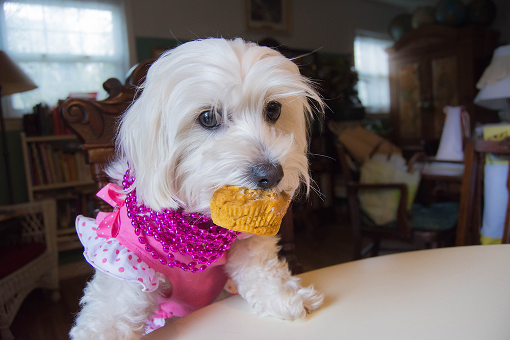 daisy3rdbirthday_pupcake