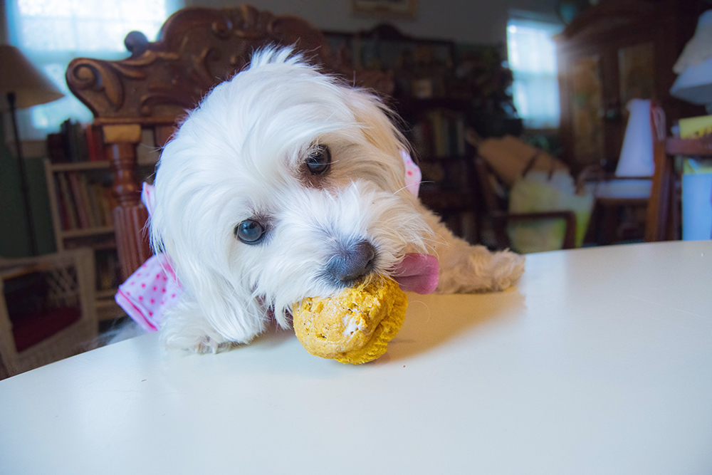 daisy3rdbirthday_pupcake