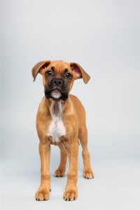 August (Boxer)