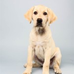 Benton (Labrador Retriever)