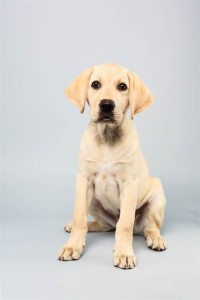 Benton (Labrador Retriever)