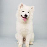 Brody (American Eskimo Dog)